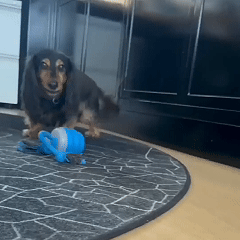 🐾 Interaktiv elektronisk ball for kjæledyr – automatisk bevegelse, tyggebestandig og beroligende for katter/hunder 🐱🐶📦 